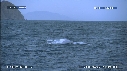 BALEINE BLEUE