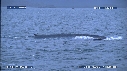 BALEINE BLEUE, BALEINEAU