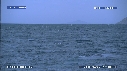 BALEINE BLEUE