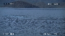 BALEINE BLEUE