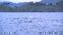BALEINE BLEUE