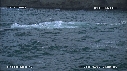 BALEINE BLEUE, BALEINEAU