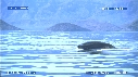 BALEINE BLEUE, BALEINEAU