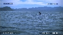 BALEINE BLEUE