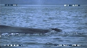 BALEINE BLEUE