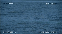 BALEINE BLEUE, BALEINEAU