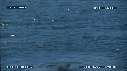 BALEINE BLEUE