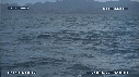 BALEINE BLEUE