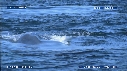 BALEINE BLEUE