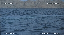 BALEINE BLEUE