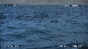 BALEINE BLEUE