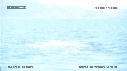 BALEINE BLEUE