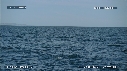BALEINE BLEUE