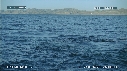 BALEINE BLEUE