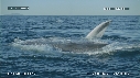 BALEINE BLEUE