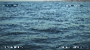 BALEINE BLEUE