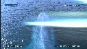 BALEINE BLEUE