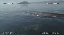 BALEINE BLEUE