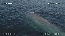 BALEINE BLEUE