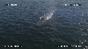 BALEINE BLEUE
