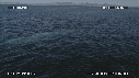 BALEINE BLEUE