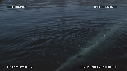 BALEINE BLEUE