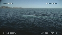 BALEINE BLEUE