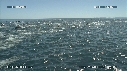 DAUPHINS