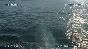 BALEINE BLEUE