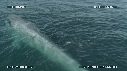 BALEINE BLEUE