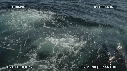 BALEINE BLEUE