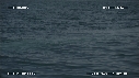 BALEINE BLEUE