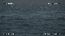 BALEINE BLEUE