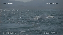 BALEINE BLEUE