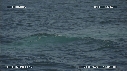 BALEINE BLEUE