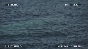BALEINE BLEUE