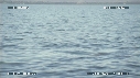 BALEINE BLEUE