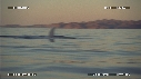 BALEINE BLEUE