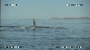 BALEINE BLEUE