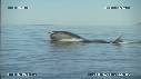 BALEINE BLEUE