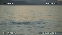BALEINE BLEUE