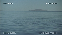 BALEINE BLEUE