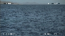 BALEINE BLEUE