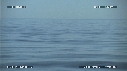 BALEINE BLEUE