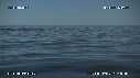 BALEINE BLEUE, ZODIAC