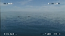 OTARIES