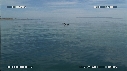 OTARIES
