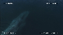 BALEINE BLEUE, BALEINEAU