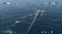 BALEINE BLEUE, BALEINEAU
