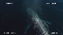 BALEINE BLEUE